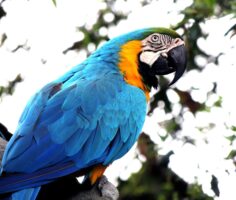 Theft of Macaw