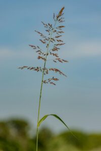 Farmers Harvest Sorghum