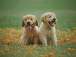 Puppies Abandoned on Padre Island