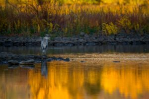 Wetland Property