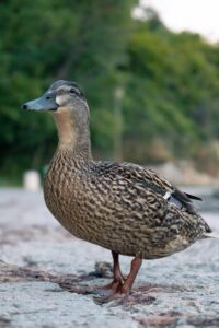 Duck Hunting Season Opens Amid Weather Conditions