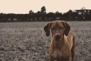 Distemper Outbreak in Corpus Christi