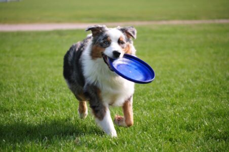 First Dog Park