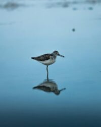 Mission-Aransas Estuary