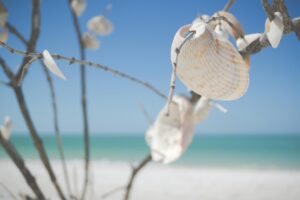 Corpus Christi Seashells