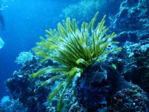 Students restore oyster reefs