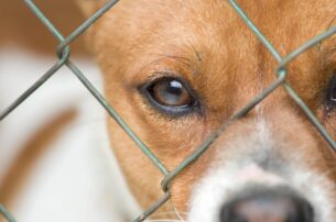 Corpus Christi Animal Care
