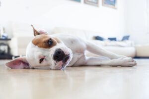 Corpus Christi Animal Services