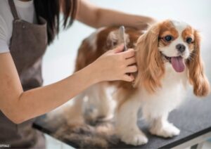 A groomer brushes a happy dog at a pet care facility as Corpus Christi invests $4.1M to improve local Animal Care Services and shelter conditions.