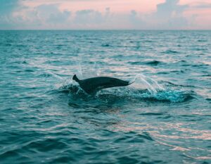 Bottlenose dolphin swims through open coastal waters, splashing at the surface under a calm sky.