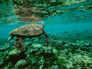 Sea turtle swimming underwater above a coral reef in clear blue water, with sunlight rippling across the ocean surface.