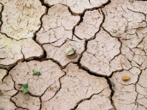 Lake Corpus Christi drought leaves cracked, dry lakebed with small rocks and sparse green sprouts visible on parched soil.