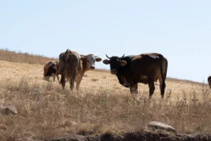 Beef prices surge: Cattle stand on dry grassland during drought conditions amid shrinking herd supply.