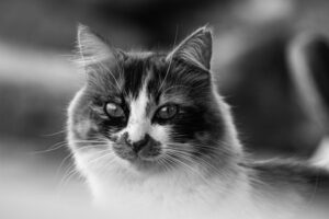Corpus Christi Man Arrested in Cat Shooting Case